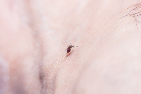mosquito, dangerous vehicle  and other infections.