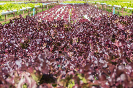 Hydroponics vegetable growing in the nursery