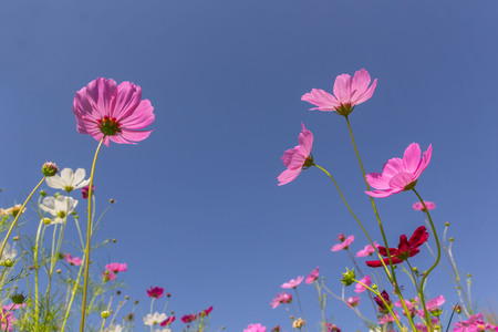 Pink white and red cosmos flowers garden,Blurry to soft focus and retro film look new color modern...