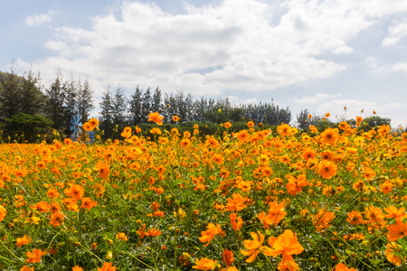 Yellow cosmos flowers in the garden and blurred soft background.の写真素材