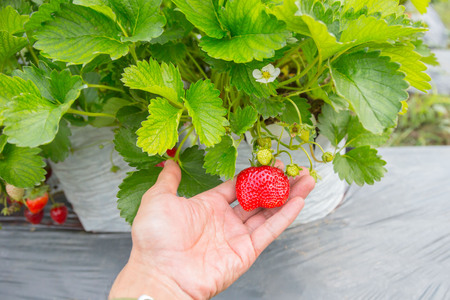 Strawberries in outdoor gardens.の写真素材
