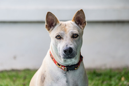 Dog outdoors. Dog portrait.の写真素材