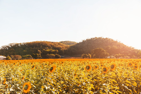 Sunflower field landscape.の写真素材