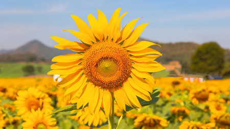 Sunflower field landscape.の写真素材
