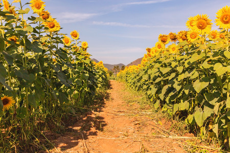 Sunflower field landscape.の写真素材