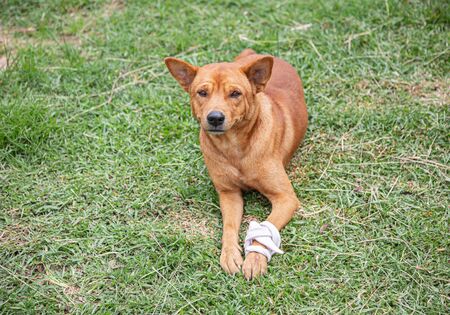brown dog with a bandaged and injured leg.の写真素材