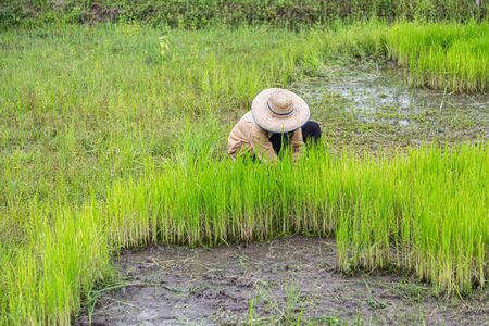 farmers rice planting working.の写真素材