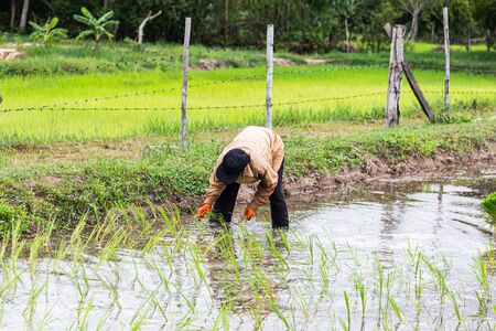 farmers rice planting working.の写真素材