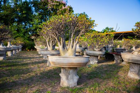Pink adenium flowers  background. Adenium obesum is a colorful houseplant in temperate regions.の写真素材