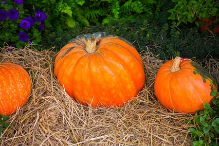 Pumpkins at straw backgroundの写真素材