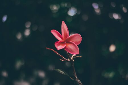 plumeria flower on the tree by blur and green leaves background.の写真素材