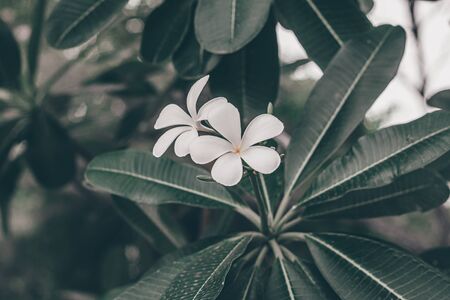 plumeria flower on the tree by blur and green leaves background.の写真素材