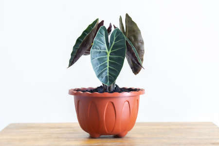 Caladium bicolor exotic leaves in sugar flower pot on balcony.の写真素材