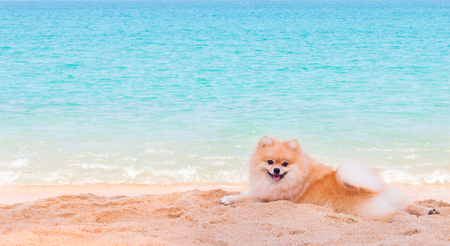 Pomeranian dog lying on seacoast, Phuket Thailand.の写真素材