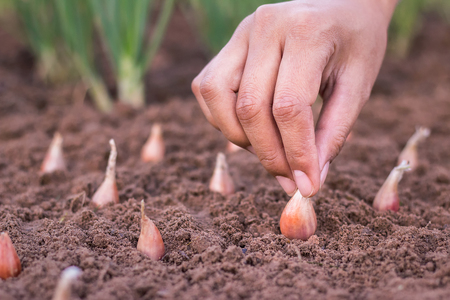 Hand of woman farmer seeding onions in organic vegetable garden, Close up of hand planting seed in soil.の写真素材