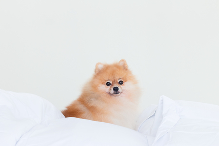 Cute pomeranian dog sit on human bed.の写真素材