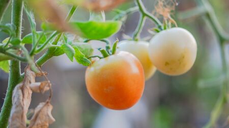 Growing tomatoes red and green tomatoes in field, red and green tomatoes hanging on plant in greenhouse.の写真素材