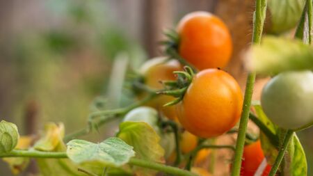 Growing tomatoes red and green tomatoes in field, red and green tomatoes hanging on plant in greenhouse.の写真素材