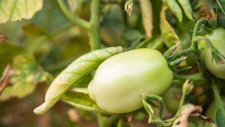 Growing tomatoes  green tomatoes in field, green tomatoes hanging on plant in greenhouse.の写真素材