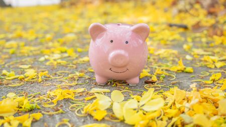 piggy bank in beautiful yellow flower background. piggy bank in spring sunny day. saving money for investment in future concept.の写真素材