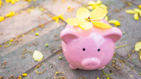 piggy bank in beautiful yellow flower background. piggy bank in spring sunny day. saving money for investment in future concept.の写真素材