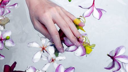 Hand care, soking in water with flowers.  taking care, spa and relaxation. taking holiday concept.の写真素材