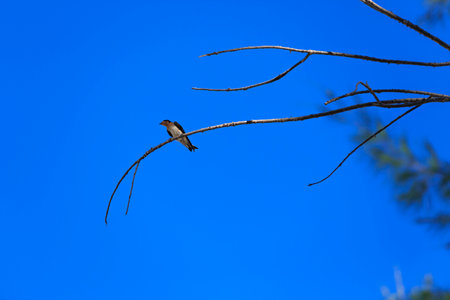 Bird standing on branch of dry leafless dead treeの写真素材
