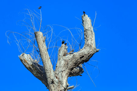 Dead tree with crows standing on branch of dry leaflessの写真素材