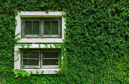 White window covered with green ivyの写真素材
