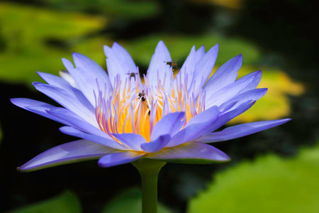 Violet Lotus Flower with beesの写真素材