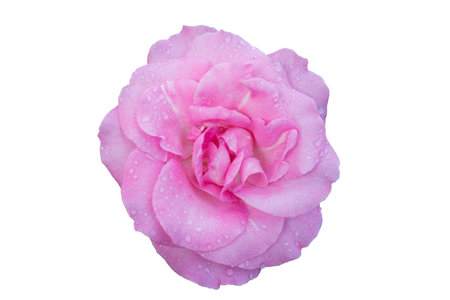 Beautiful water drop on pink roses isolated on white background and clipping maskの写真素材