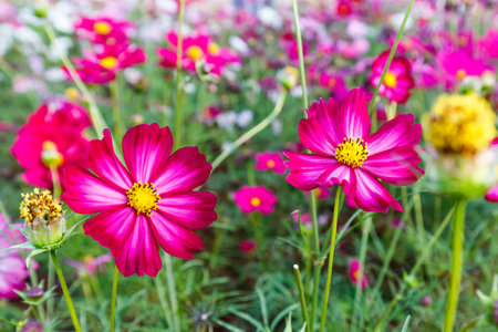 Cosmos Bipinnatus flower with blurred backgroundの写真素材