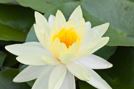 white lotusの写真素材