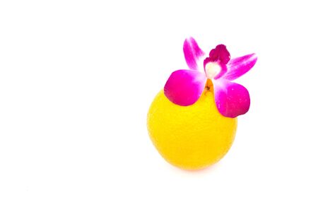 orchid on orange over  white paperの写真素材