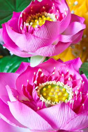 Pink lotusの写真素材