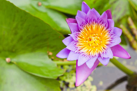 purple lotusの写真素材