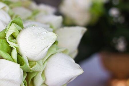 White lotusの写真素材