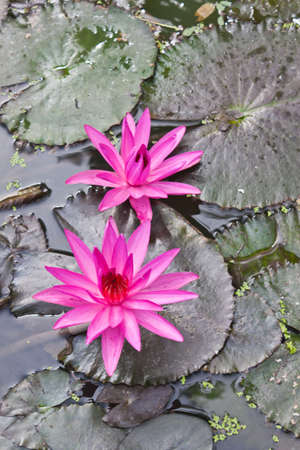 Red lotusの写真素材
