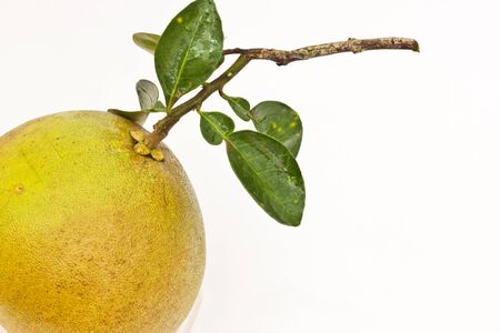 Pomelo on white paperの写真素材
