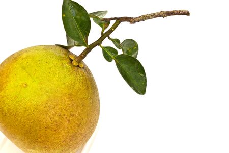 Pomelo on white paperの写真素材