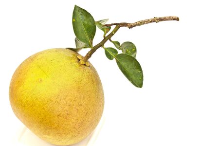 Pomelo on white paperの写真素材