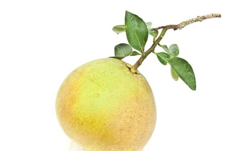 Pomelo on white paperの写真素材
