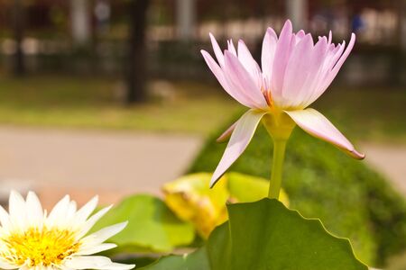 Pink lotusの写真素材