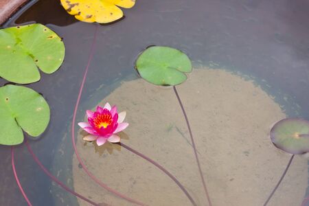 Red lotusの写真素材