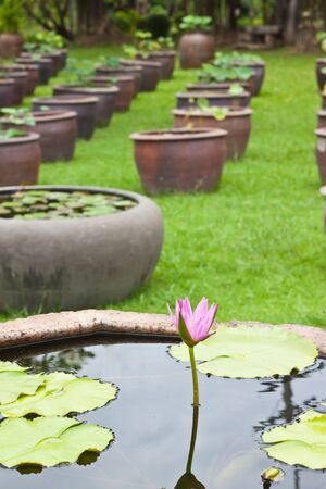 Purple lotus in gardenの写真素材