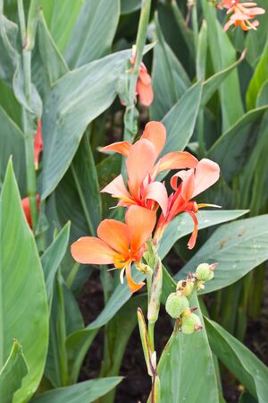 Orange flowerの写真素材
