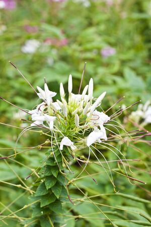 White flowerの写真素材