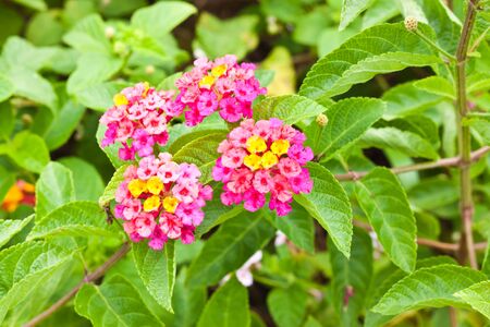 Pink flowerの写真素材