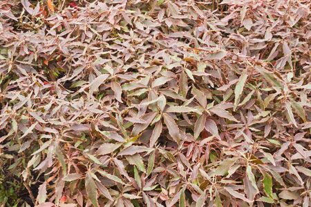 Leaf of flowerの写真素材
