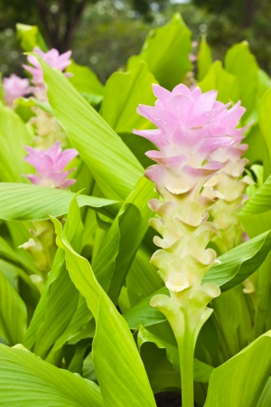 Pink flowerの写真素材